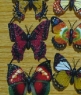 Искусственные бабочки для декора